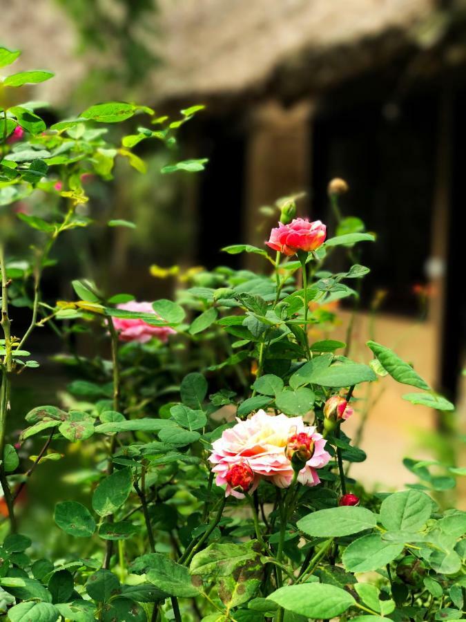 May Homestay - Tam Coc Local Village Ninh Bình Exteriör bild